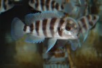 Neolamprologus sexfasciatus 12 Neolamprologus sexfasciatus bleu