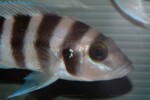 Neolamprologus sexfasciatus 13 Neolamprologus sexfasciatus bleu