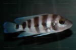 Neolamprologus sexfasciatus 14 Neolamprologus sexfasciatus bleu