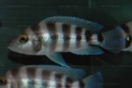 Neolamprologus sexfasciatus 15 Neolamprologus sexfasciatus bleu