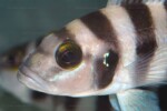 Neolamprologus sexfasciatus 16 Neolamprologus sexfasciatus bleu
