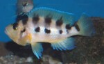 Neolamprologus sexfasciatus 6 Neolamprologus sexfasciatus jaune