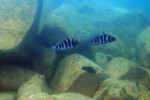 Neolamprologus sexfasciatus 30 Neolamprologus sexfasciatus