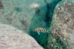 Neolamprologus sexfasciatus 25 Neolamprologus sexfasciatus Kerenge (Kelenge)