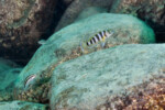 Neolamprologus sexfasciatus 24 Neolamprologus sexfasciatus Kerenge (Kelenge)