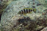 Neolamprologus sexfasciatus 28 Neolamprologus sexfasciatus Kerenge (Kelenge)