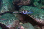 Neolamprologus sexfasciatus 29 Neolamprologus sexfasciatus