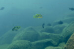 Neolamprologus sexfasciatus 20 Neolamprologus sexfasciatus Mpimbwe