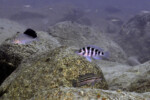 Neolamprologus sexfasciatus 27 Neolamprologus sexfasciatus Mpimbwe
