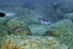 Neolamprologus sexfasciatus 26 Neolamprologus sexfasciatus Mpimbwe