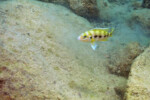 Neolamprologus sexfasciatus 17 Neolamprologus sexfasciatus Mpimbwe