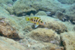 Neolamprologus sexfasciatus 18 Neolamprologus sexfasciatus Mpimbwe