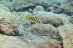 Neolamprologus sexfasciatus 19 Neolamprologus sexfasciatus Mpimbwe