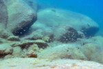 Neolamprologus sexfasciatus 21 Neolamprologus sexfasciatus Mpimbwe