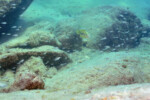 Neolamprologus sexfasciatus 22 Neolamprologus sexfasciatus Mpimbwe