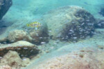 Neolamprologus sexfasciatus 23 Neolamprologus sexfasciatus Mpimbwe