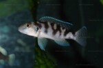Neolamprologus tretocephalus (photos) 9 Croisement