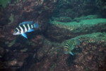 Neolamprologus tretocephalus (photos) 16 tretocephalus sexfasciatus