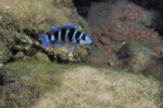 Neolamprologus tretocephalus (photos) 12 Neolamprologus tretocephalus