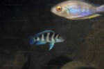 Neolamprologus tretocephalus (photos) 13 Neolamprologus tretocephalus
