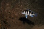 Neolamprologus tretocephalus (photos) 15 Neolamprologus tretocephalus