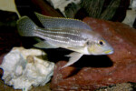Neolamprologus tetracanthus 4 Neolamprologus tetracanthus