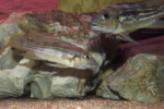 Neolamprologus tetracanthus 5 Neolamprologus tetracanthus