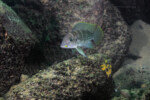 Neolamprologus tetracanthus 15 Neolamprologus tetracanthus