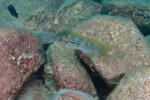 Neolamprologus tetracanthus 7 Neolamprologus tetracanthus
