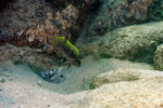 Neolamprologus tetracanthus 11 Neolamprologus tetracanthus