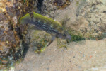 Neolamprologus tetracanthus 12 Neolamprologus tetracanthus