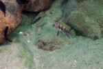 Neolamprologus tetracanthus 17 Neolamprologus tetracanthus
