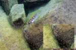 Neolamprologus tetracanthus 18 Neolamprologus tetracanthus