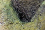 Neolamprologus tetracanthus 19 Neolamprologus tetracanthus