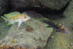 Neolamprologus tetracanthus 20 Neolamprologus tetracanthus