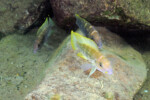 Neolamprologus tetracanthus 21 Neolamprologus tetracanthus