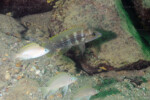 Neolamprologus tetracanthus 22 Neolamprologus tetracanthus