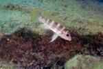 Neolamprologus tetracanthus 13 Neolamprologus tetracanthus