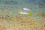 Neolamprologus tetracanthus 14 Neolamprologus tetracanthus