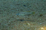 Neolamprologus tetracanthus 6 Neolamprologus tetracanthus