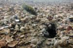 Neolamprologus tetracanthus 23 Neolamprologus tetracanthus