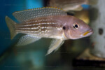 Neolamprologus tetracanthus 3 Neolamprologus tetracanthus