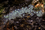 Neolamprologus toae (photos) 17 Neolamprologus toae