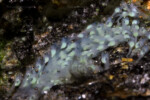 Neolamprologus toae (photos) 16 Neolamprologus toae