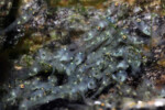 Neolamprologus toae (photos) 18 Neolamprologus toae