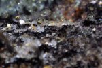 Neolamprologus toae (photos) 20 Neolamprologus toae
