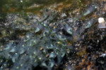 Neolamprologus toae (photos) 19 Neolamprologus toae