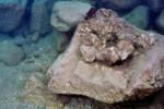 Neolamprologus toae (photos) 22 Neolamprologus toae