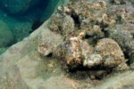 Neolamprologus toae (photos) 23 Neolamprologus toae