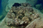 Neolamprologus toae (photos) 24 Neolamprologus toae